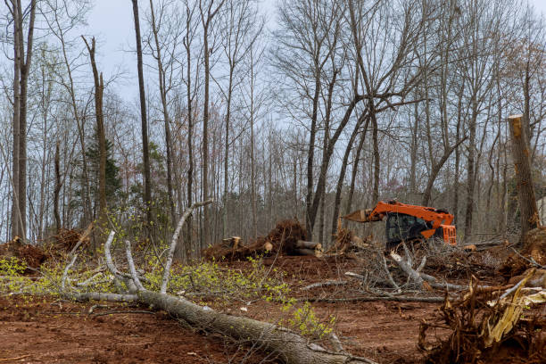 How Our Tree Care Process Works  in  Mayfield Heights, OH